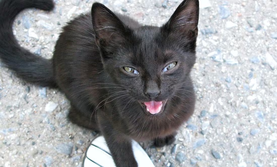 ¿Por qué los gatos maúllan tan seguido?; esto dicen los veterinarios