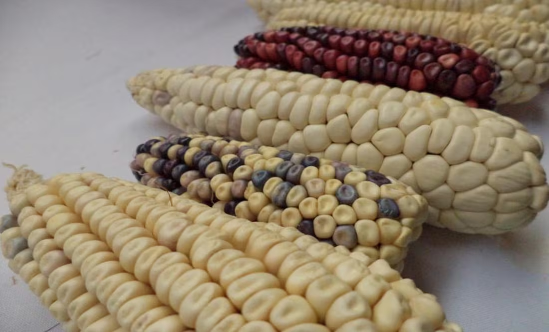 México, está a tiempo de frenar maíz transgénico, afirma activista; “lo más importante es fortalecer la soberanía alimentaria”, dice