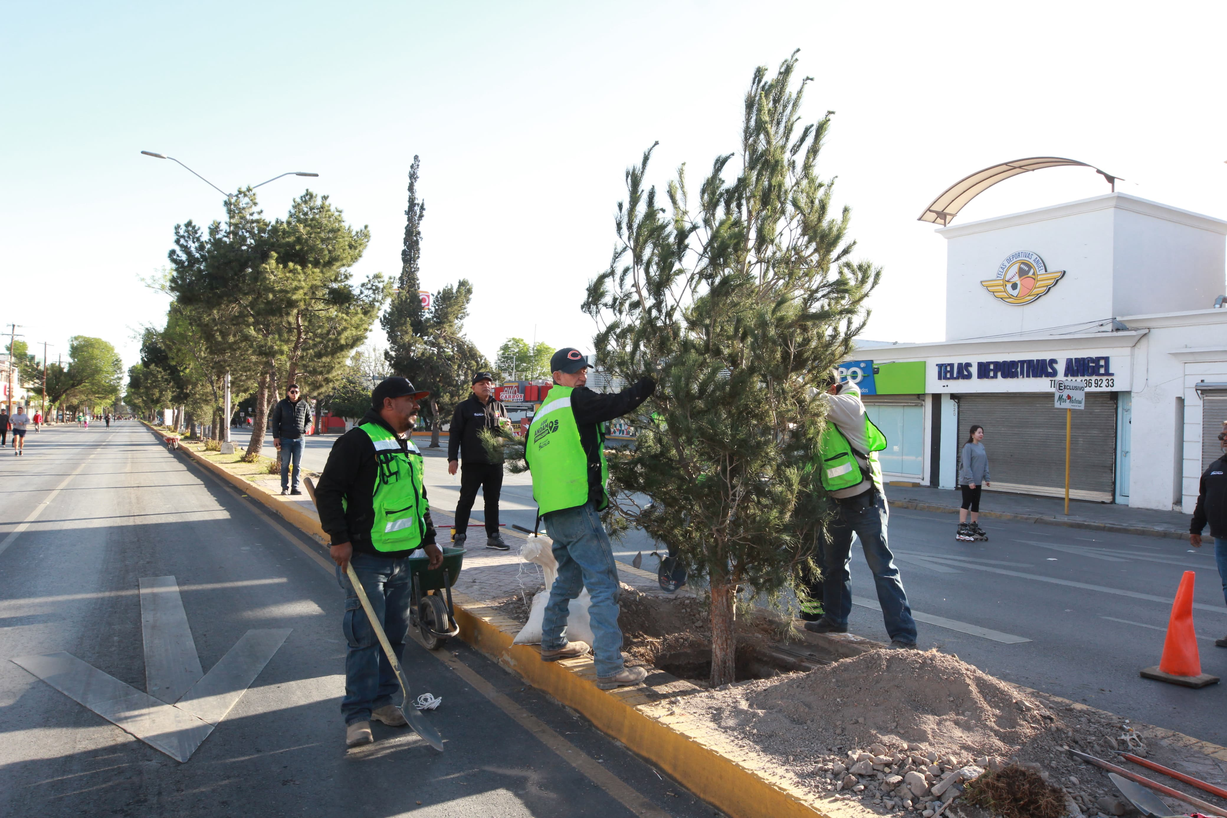 Inicia sustitución de árboles siniestrados en el camellón del bulevar V. Carranza