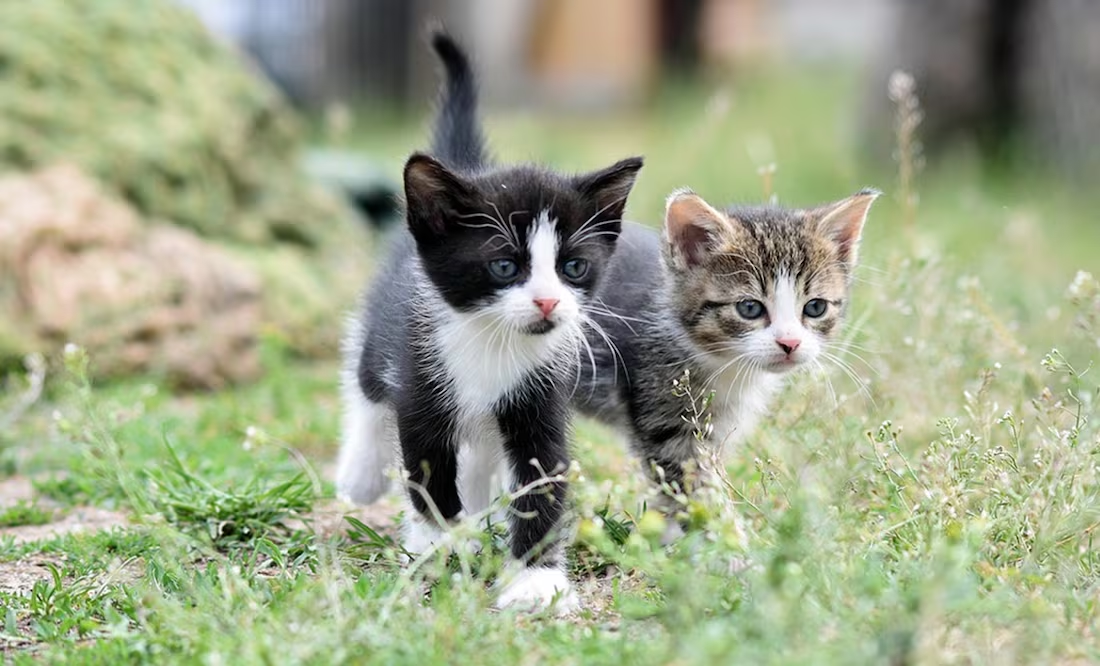 6 señales que demuestran que un gato es feliz; conoce las razones