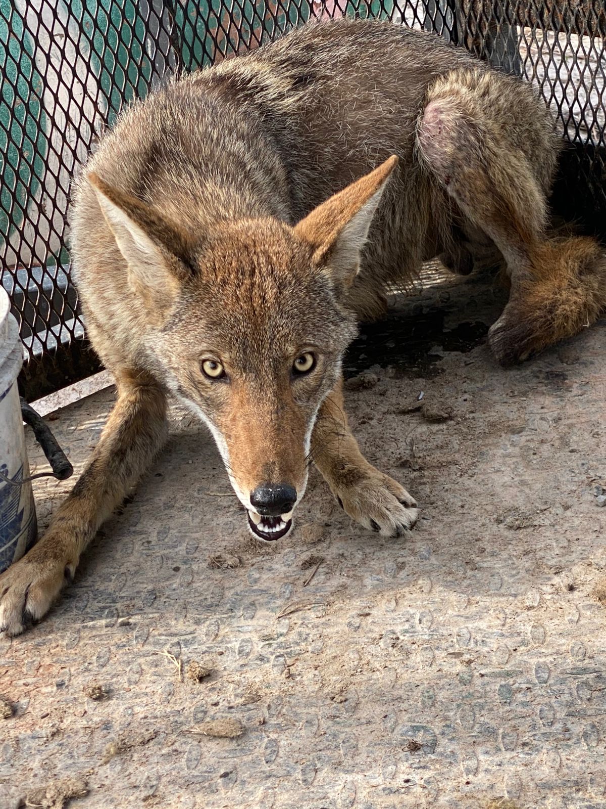 Coyote «se entrega» a Seguridad Pública