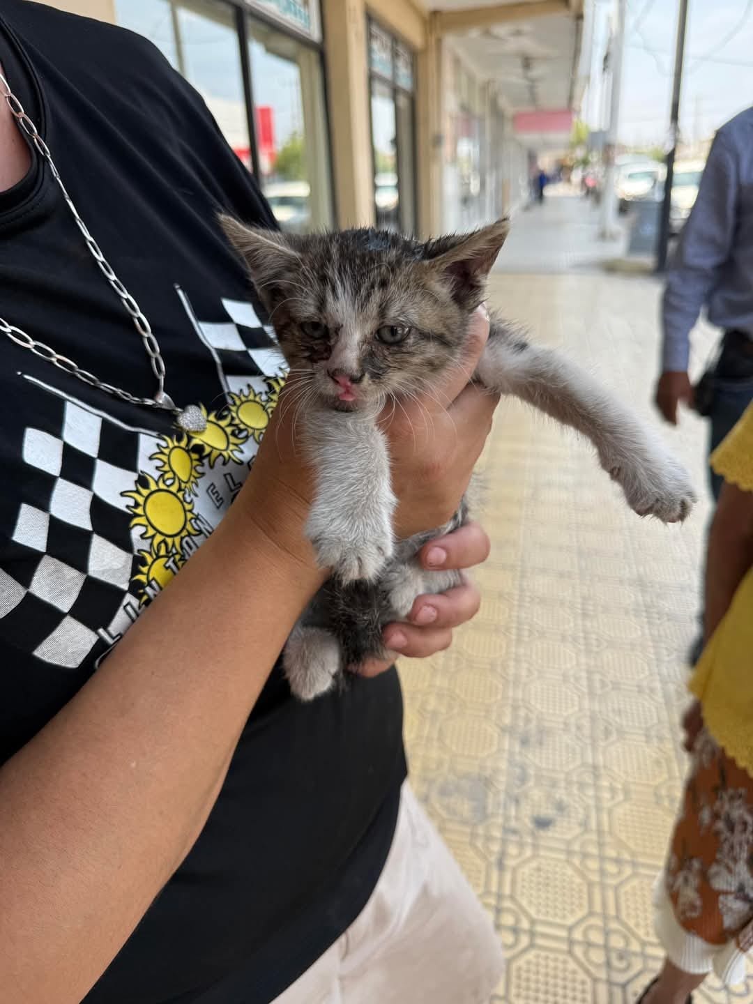 Rescatan bomberos a gato atrapado en auto