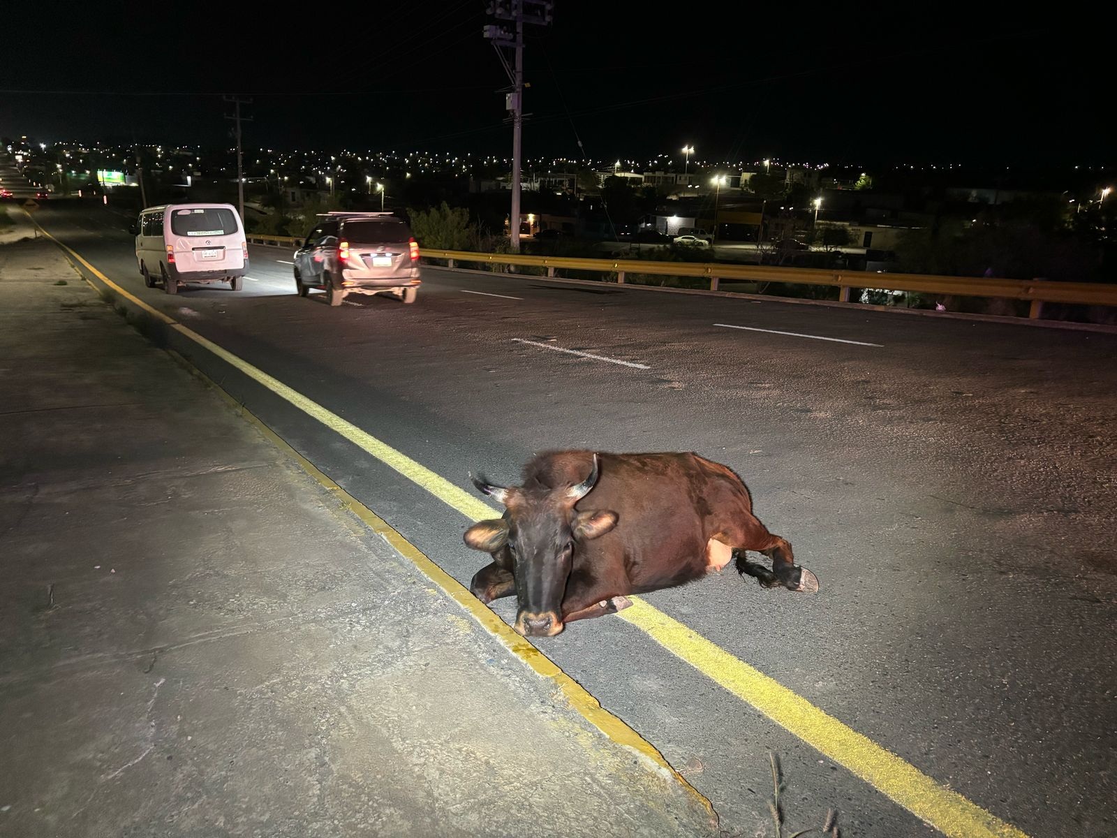 Una vaca en su camino… le da lección de manejo