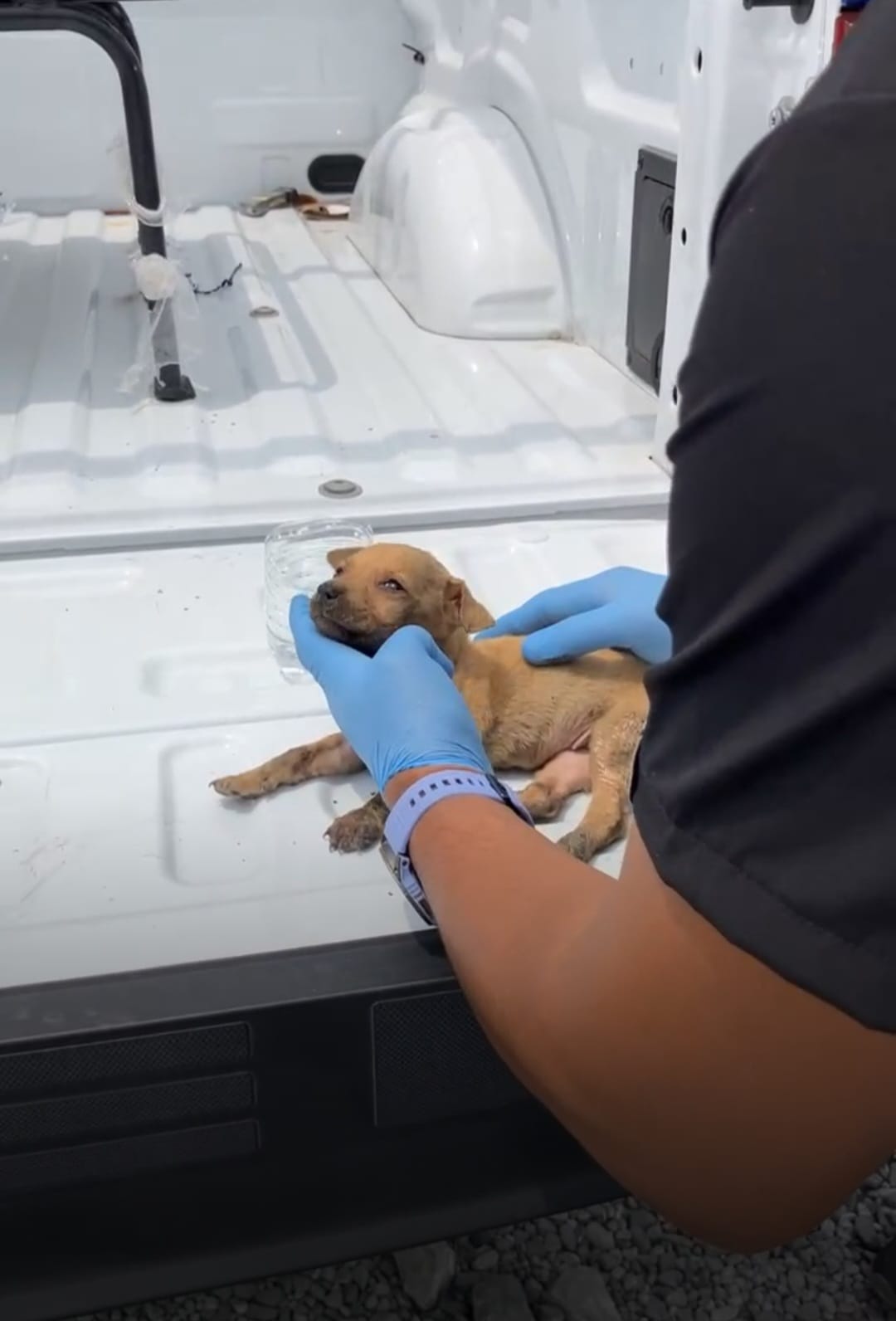 Rescatan policías a perrita en Asturias