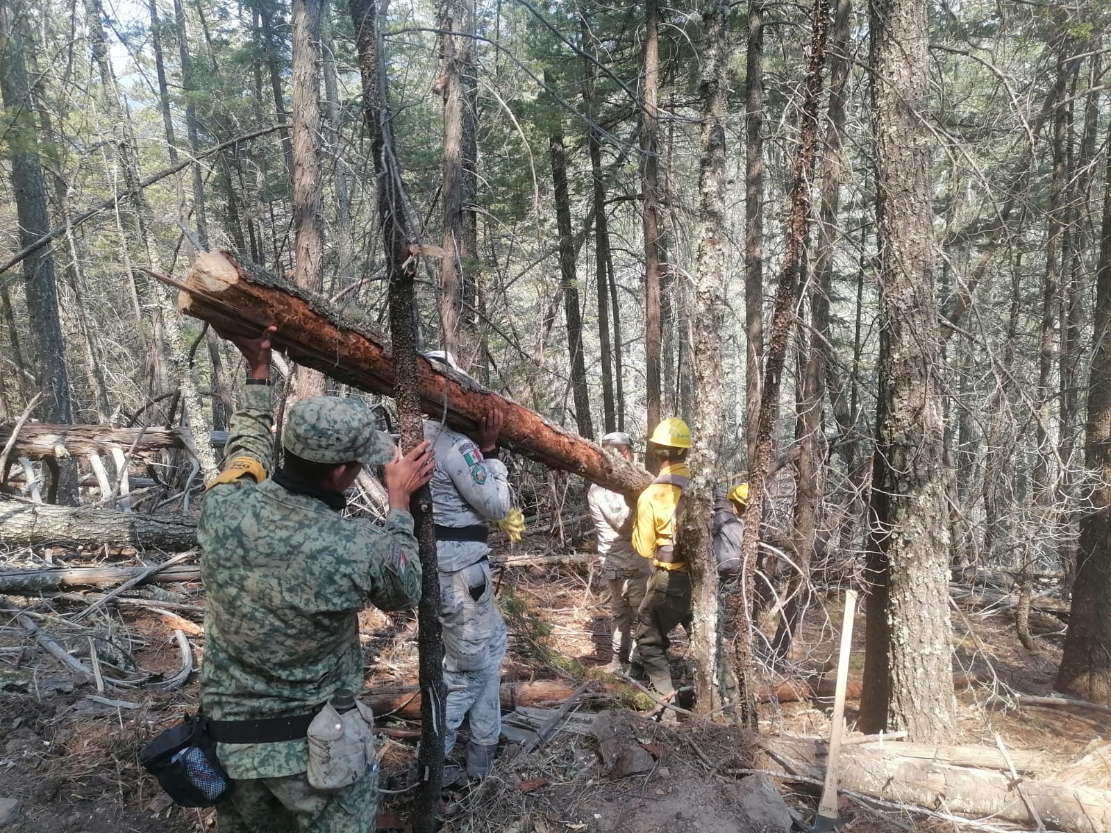 Extinguen 80% incendio en Maderas del Carmen