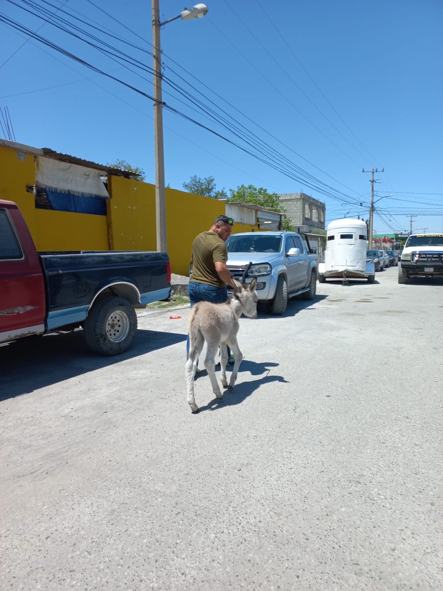 Rescatan a burrito en condiciones precarias