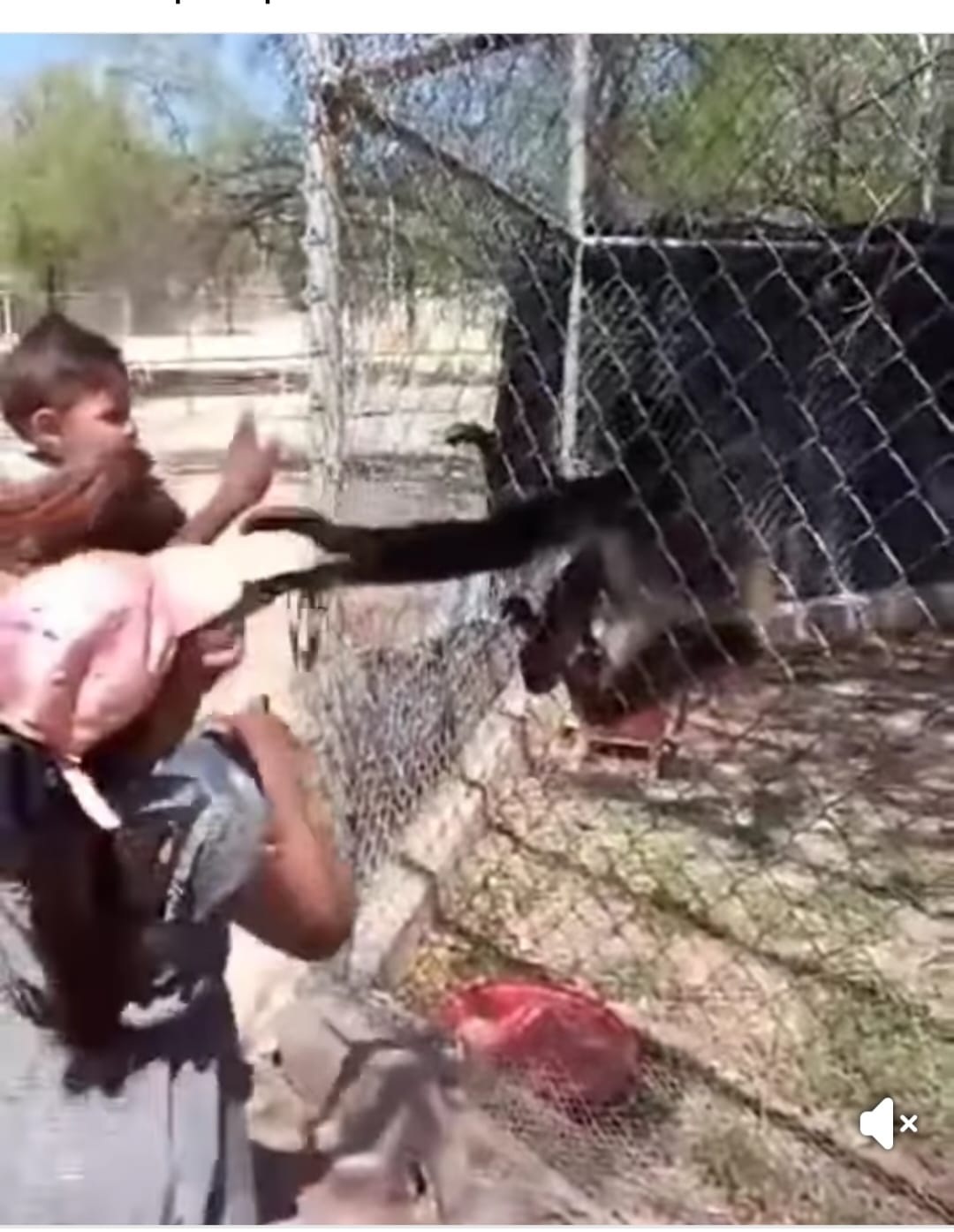 “Se roba el show” mono araña; restringen acceso