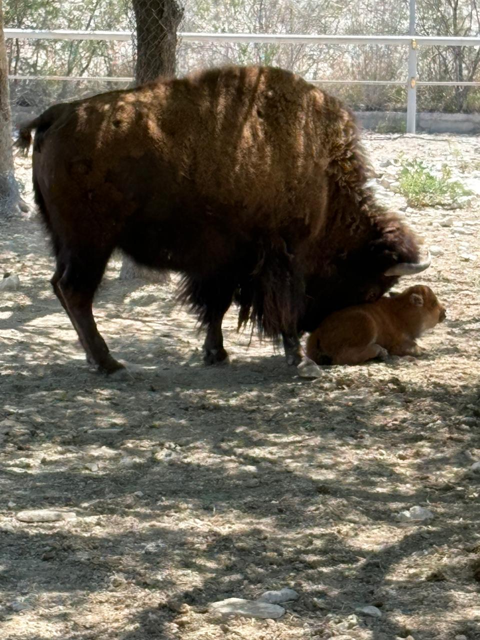 Nace bisonte americano en terrenos de Ecoparque