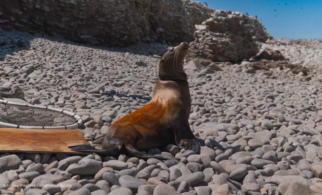 Liberan a 17 lobos marinos capturados en pesca ilegal; redes les provocan heridas graves