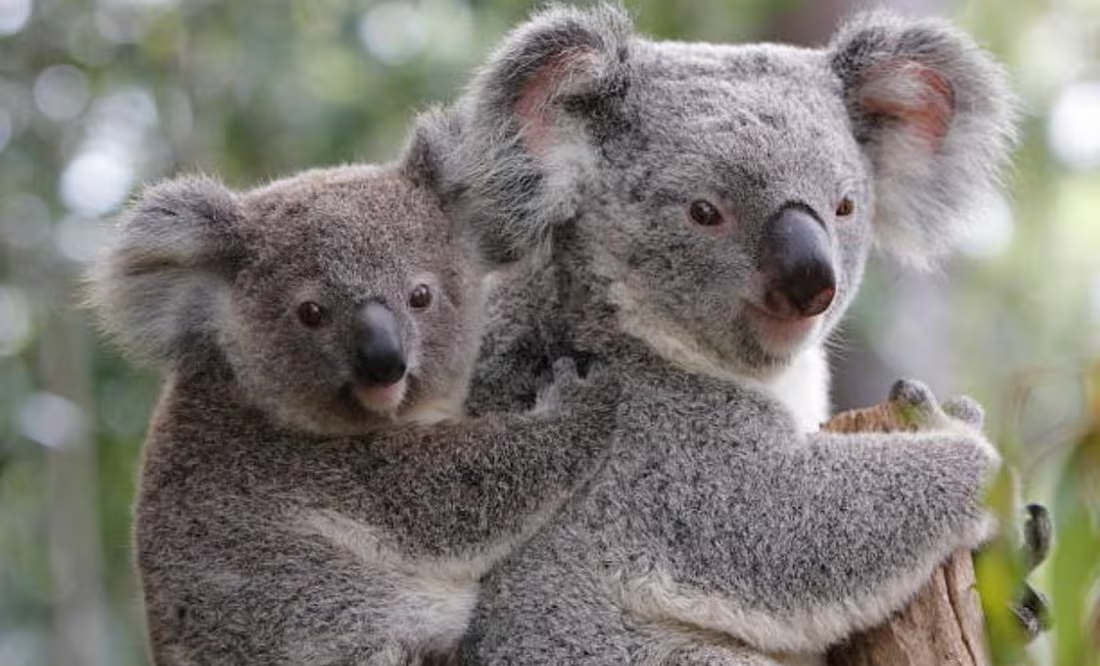 Polémica en Australia: sacrifican a 750 koalas con francotiradores; gobierno argumenta es por daños de incendios forestales