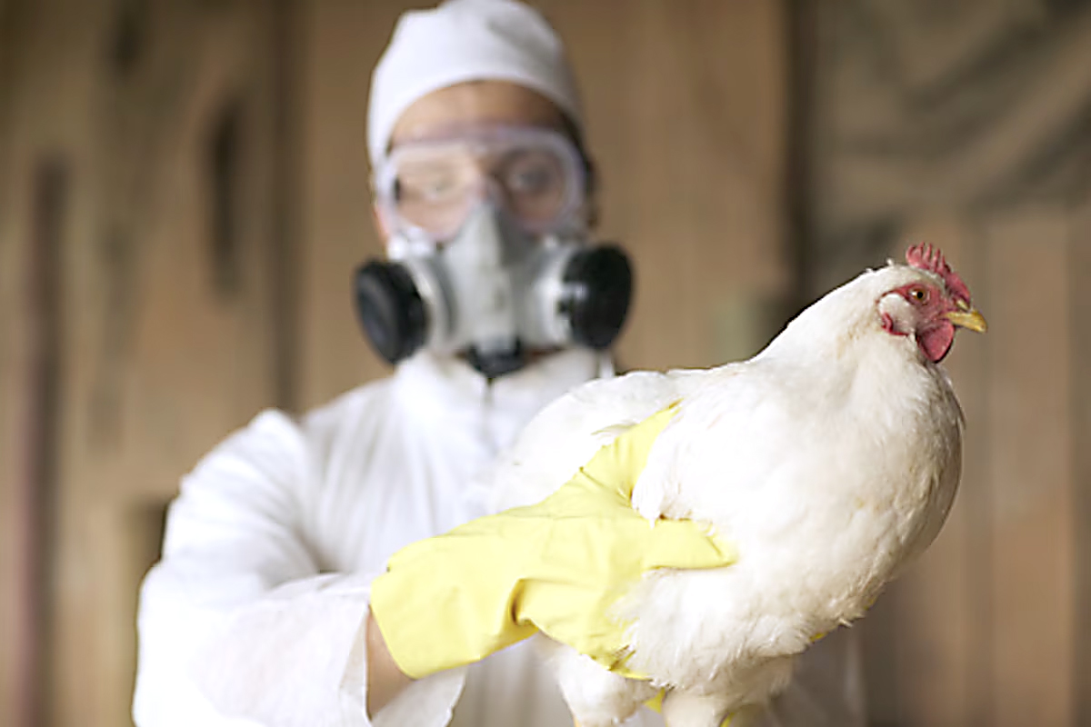 Confirma SSA primer caso humano de influenza aviar A (H5N1)