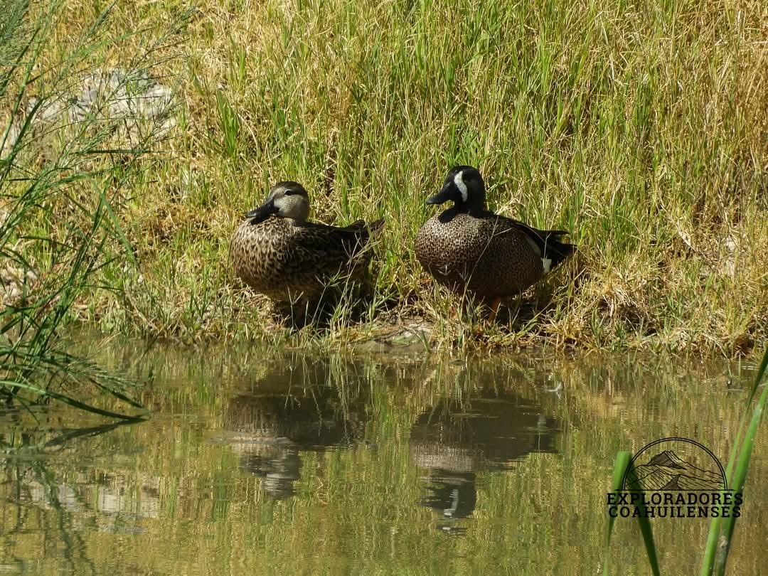 Avistan patos canadienses en cauce del Río Monclova