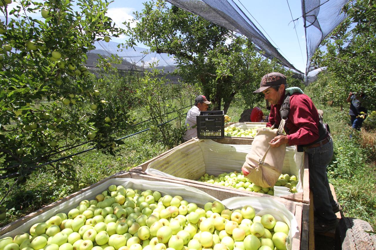 Sorprende helada a la Sierra de Arteaga