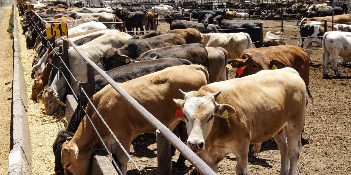 Prepara Coahuila puertos para reactivar exportación ganadera