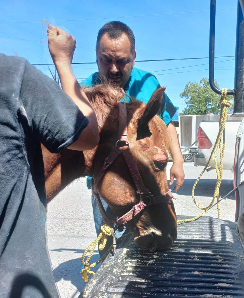 Rescatan en CF a Caballo atrapado entre paredes