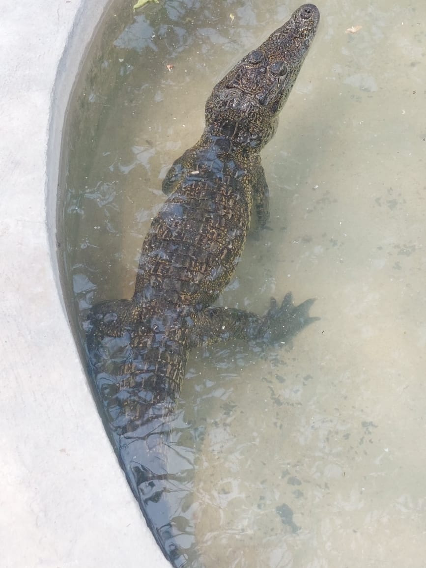 Busca Ecoparque nombre para cocodrilo rescatado