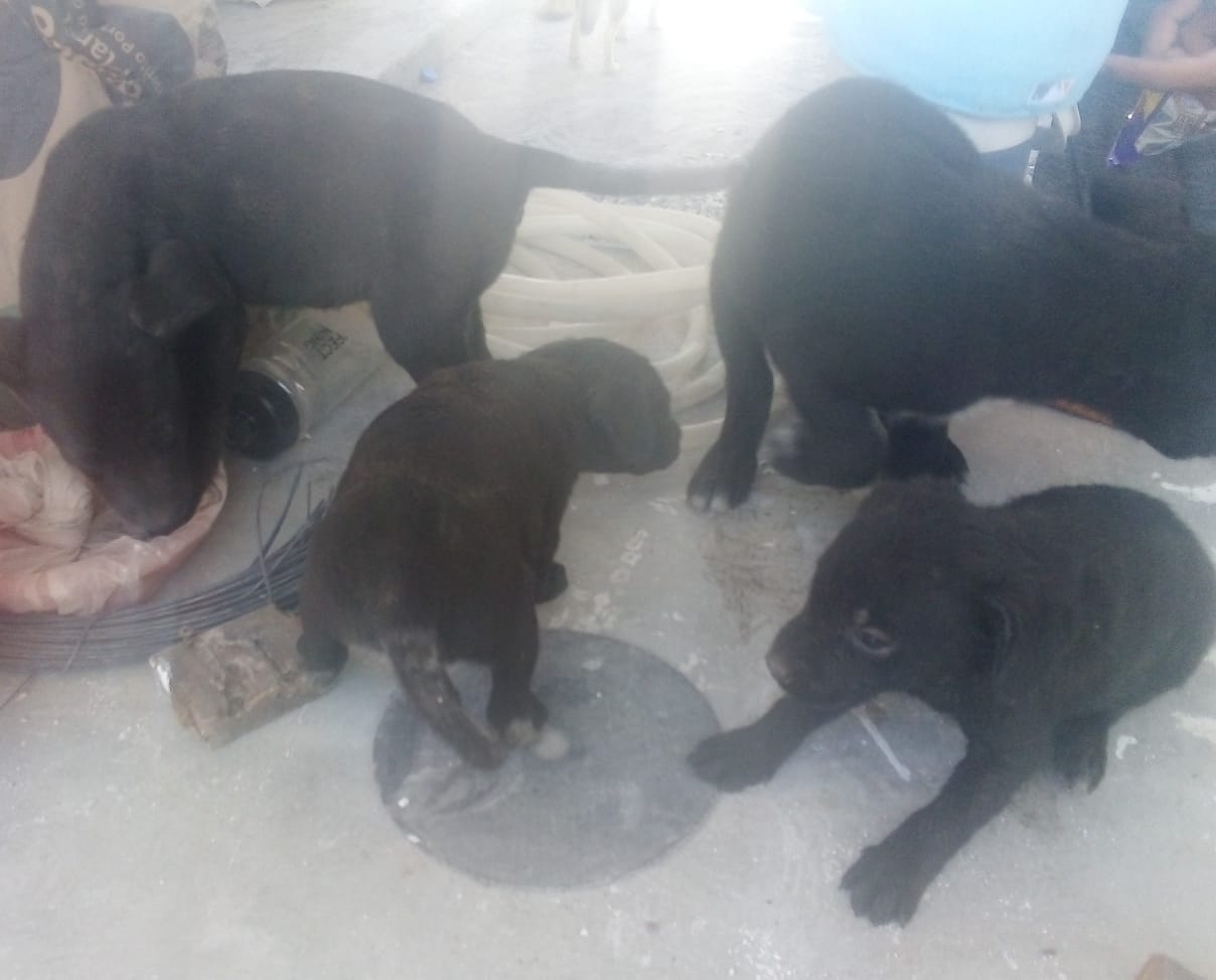Atiende Salud Pública a 4 perritos rescatados