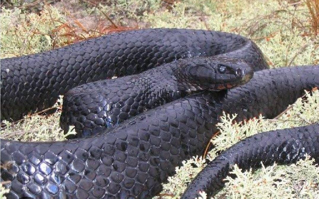 Capturan serpiente negra de 2 metros en salón de fiestas