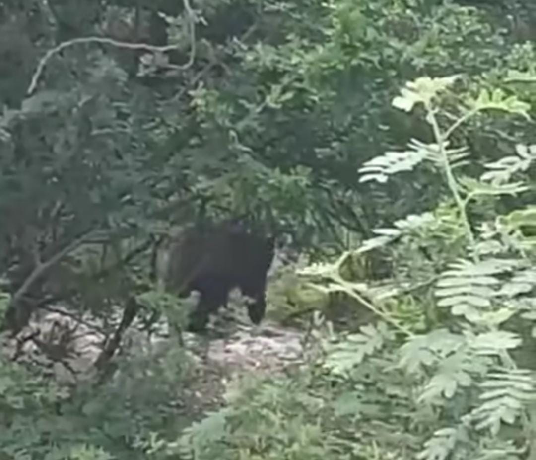 Alerta PC sobre la presencia de osos