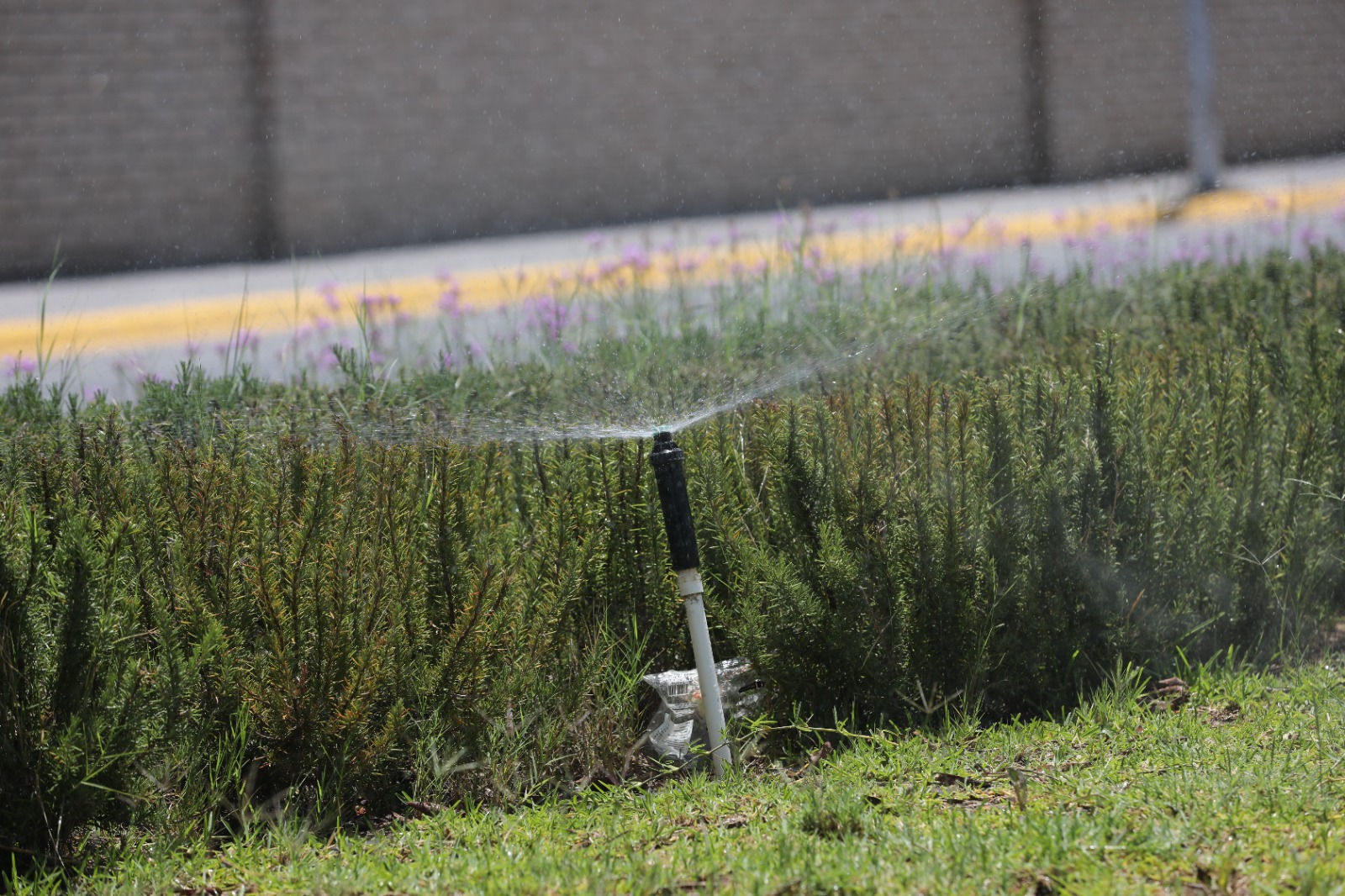 Aprovecha Gobierno de Saltillo agua tratada para riego en la ciudad