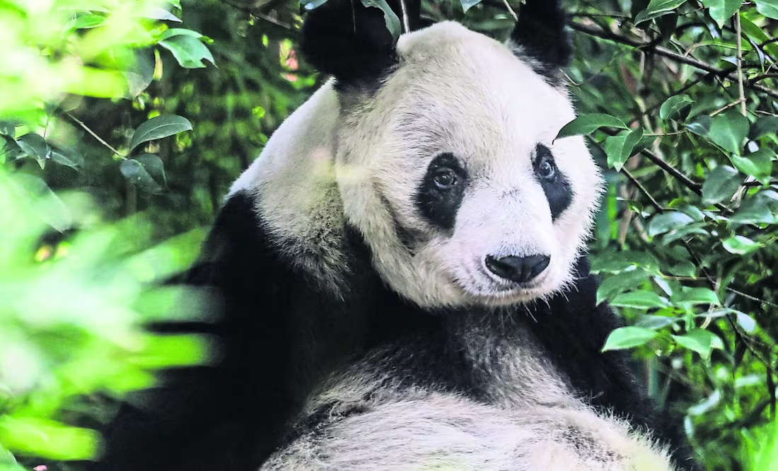 Xin Xin, la última panda chilanga; llega a los 35 años, superando el promedio de vida