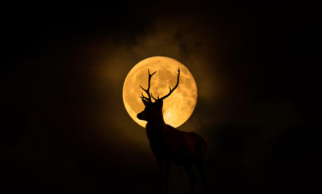 Luna de Ciervo; ¿cuándo y cómo disfrutar este evento astronómico?