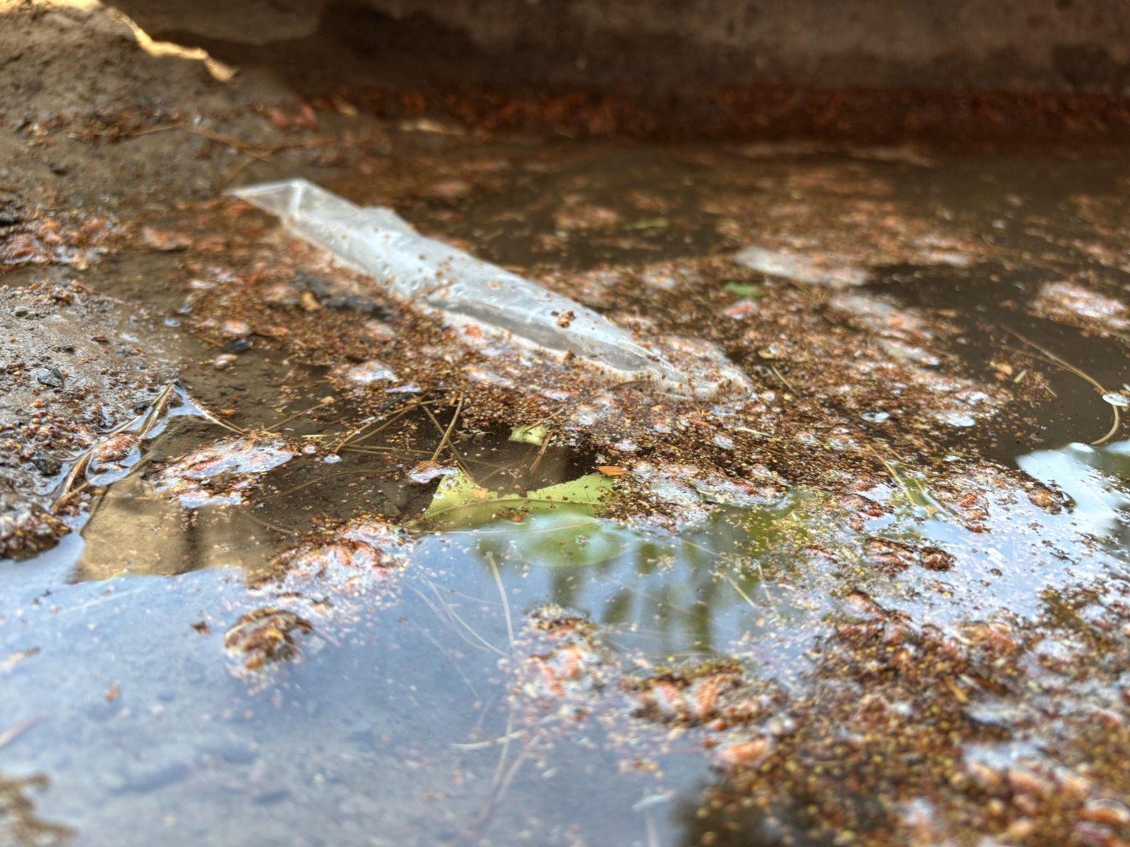 Blindan a Parras en contra del Dengue