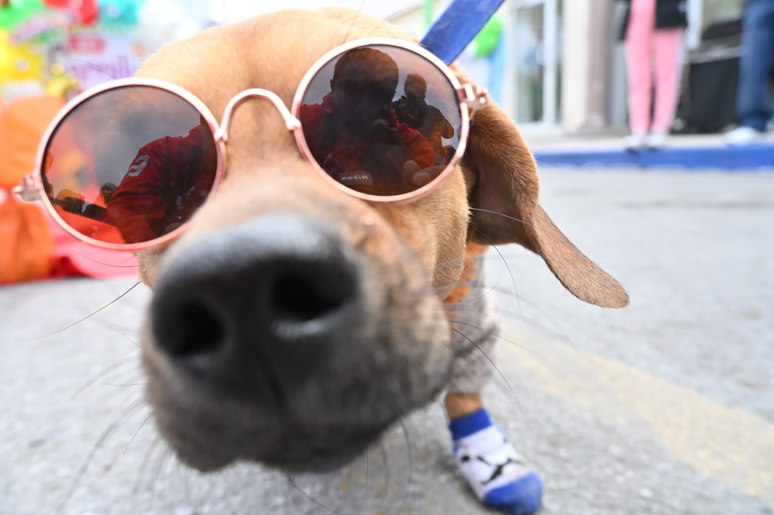 Invita Frontera al “Neón Dog Fest”