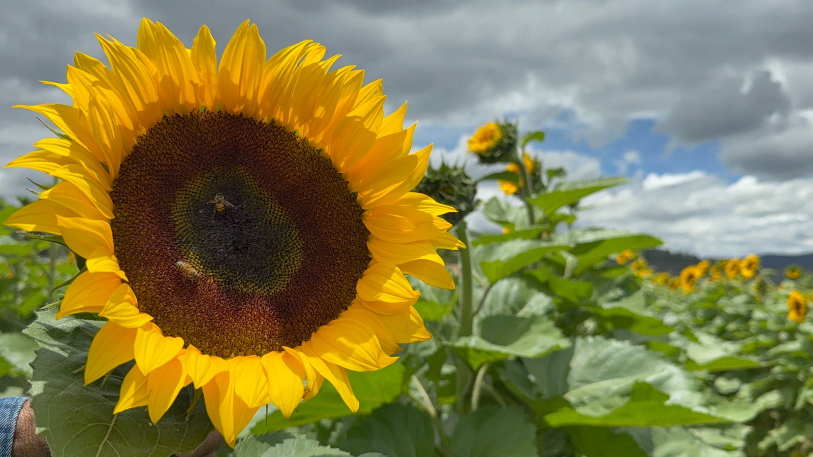 Florece en Arteaga el turismo y la economía