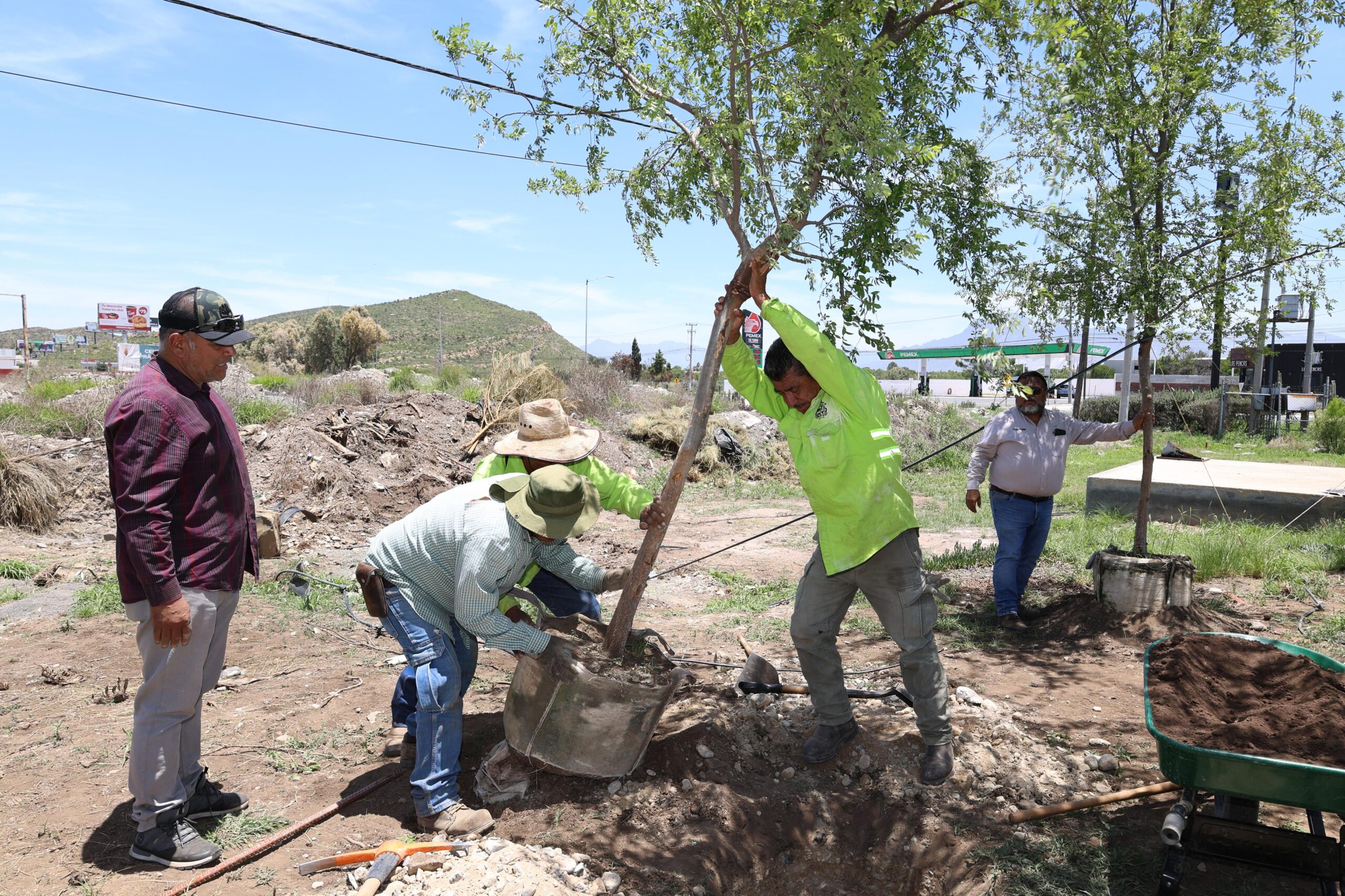 Refuerzan acciones de reforestación en Saltillo