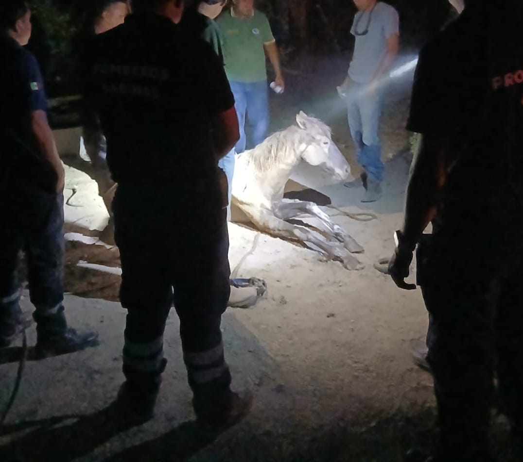 Rescatan bomberos a potranca de una noria