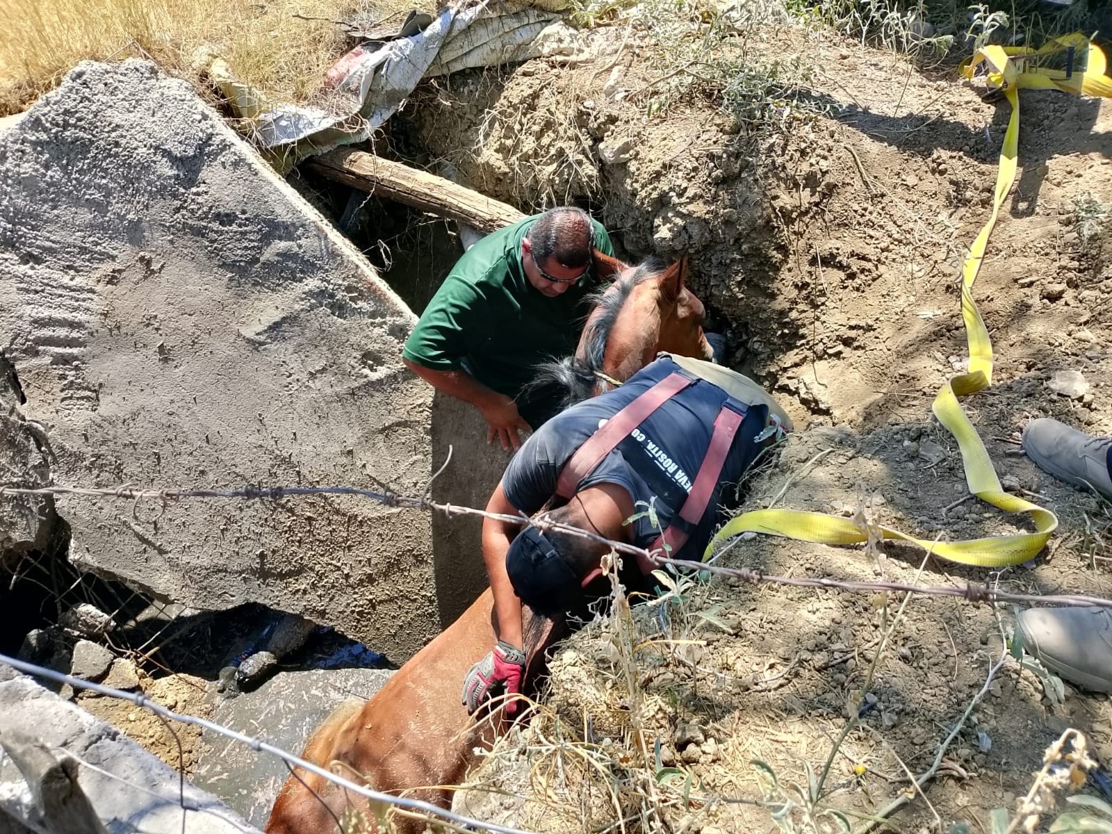 Salvan bomberos a caballo de una fosa
