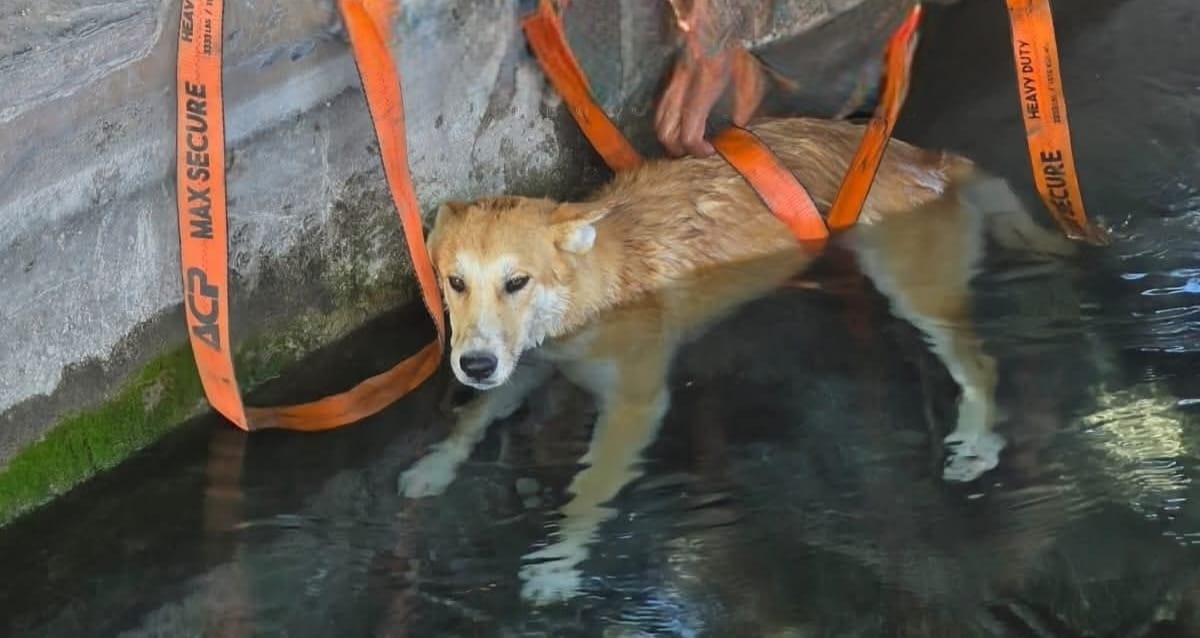 Bomberos rescatan perro en la Ciudadela
