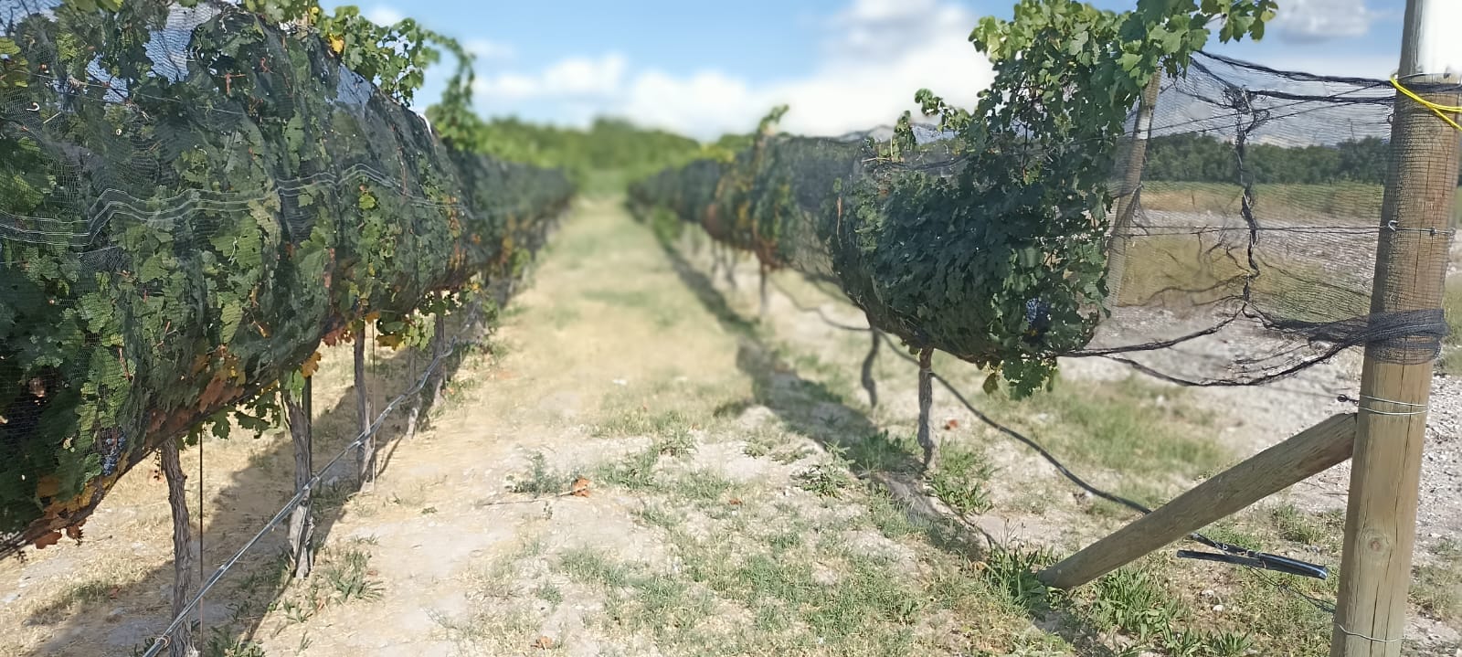 Forma UTP a futuros viticultores en Parras