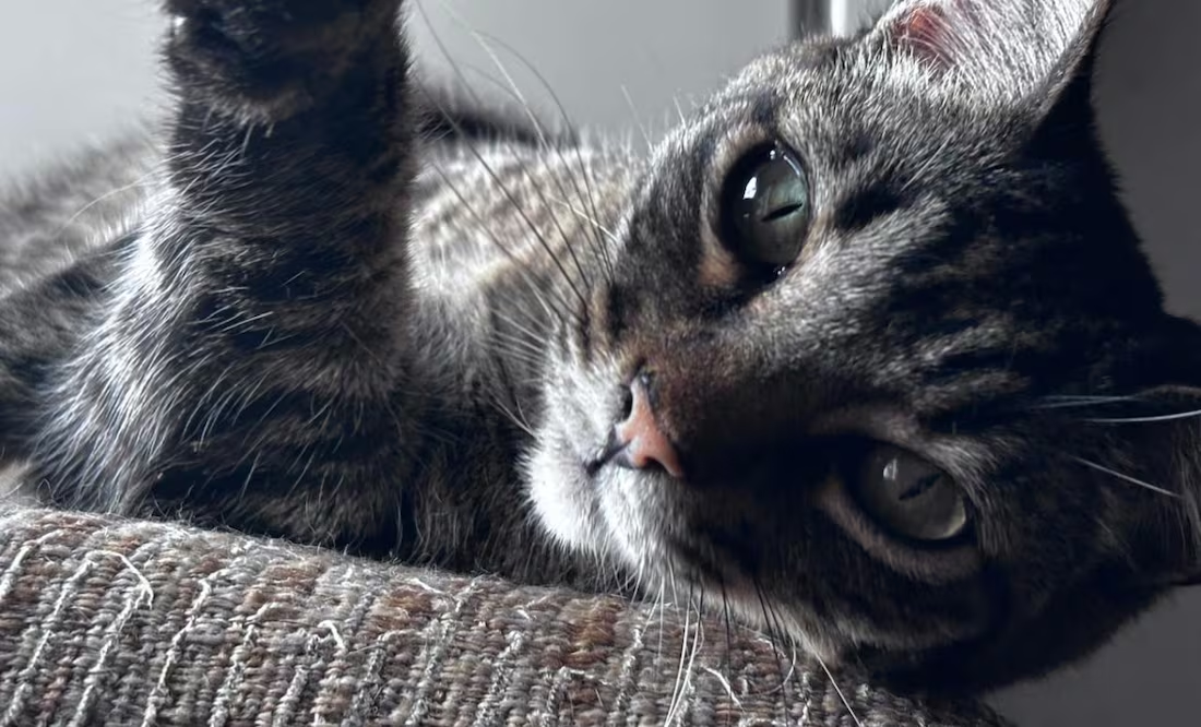 ¿Por qué les dicen “michis” a los gatos?; descubre el origen de este cariñoso apodo