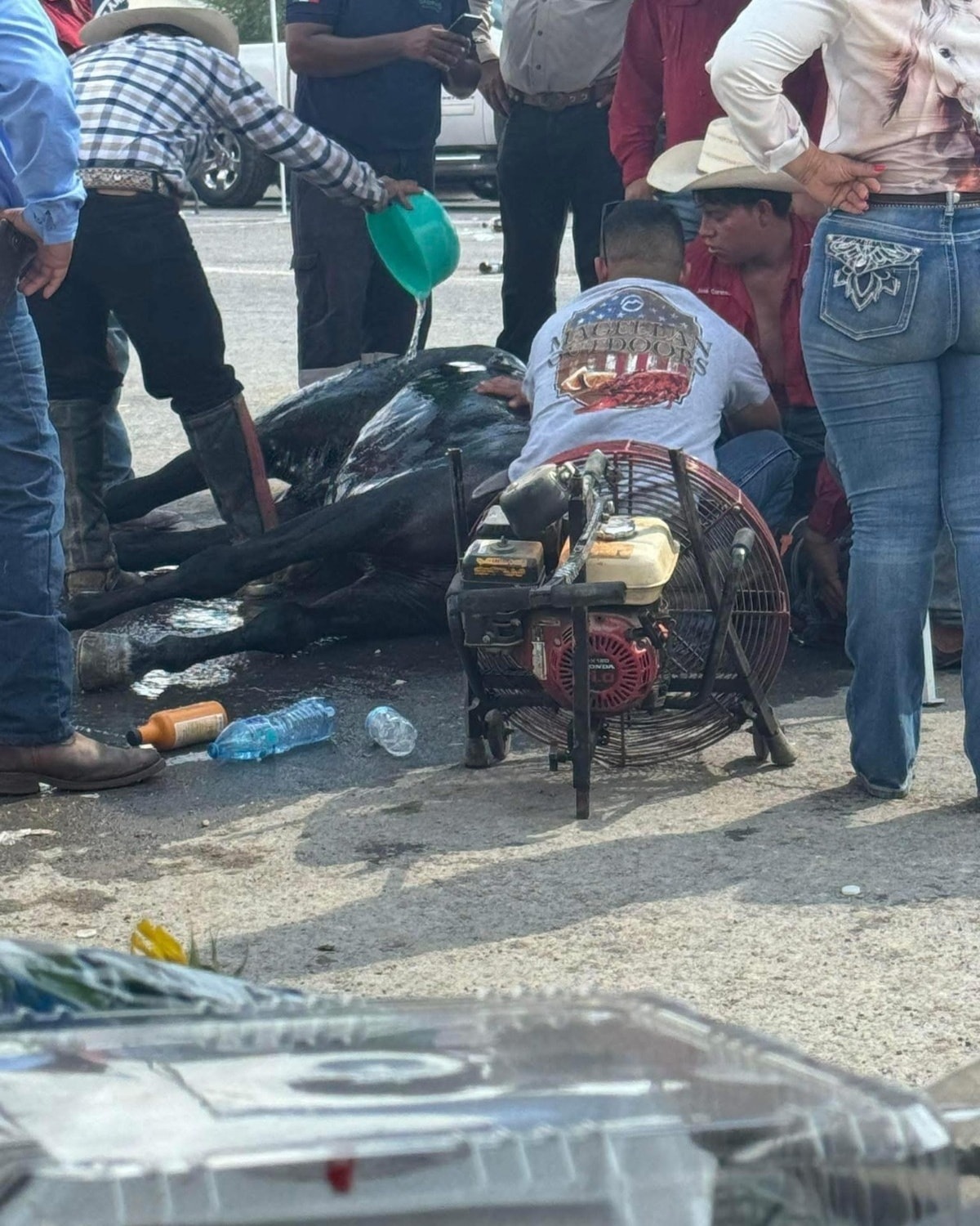 Colapsan caballos por golpe de calor
