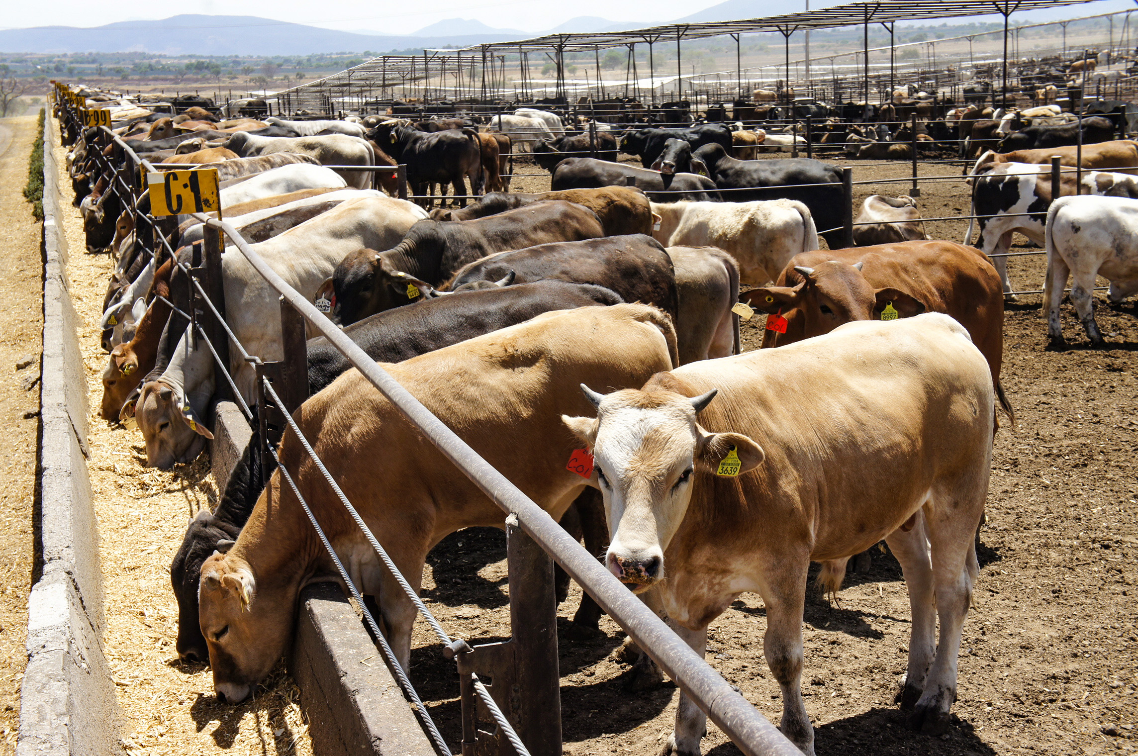 Refuerza FGE combate al abigeato en la región