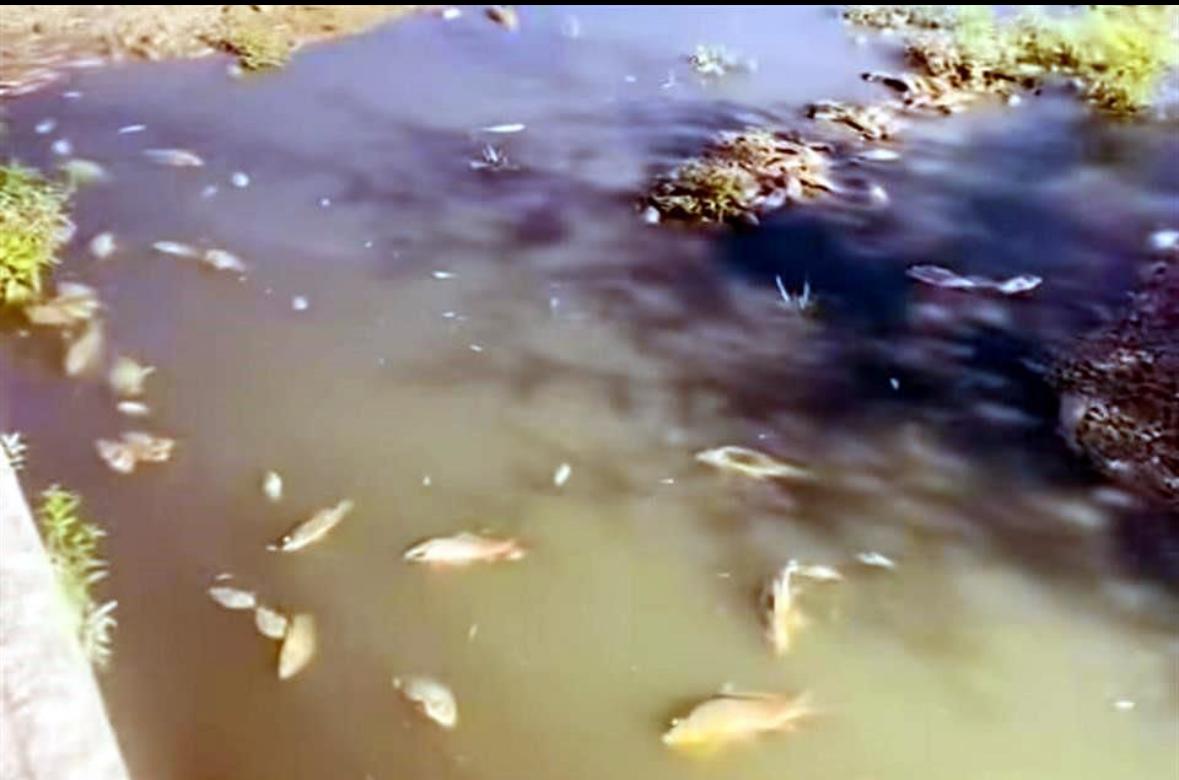 Denuncian mortandad de peces en arroyo en Acuña