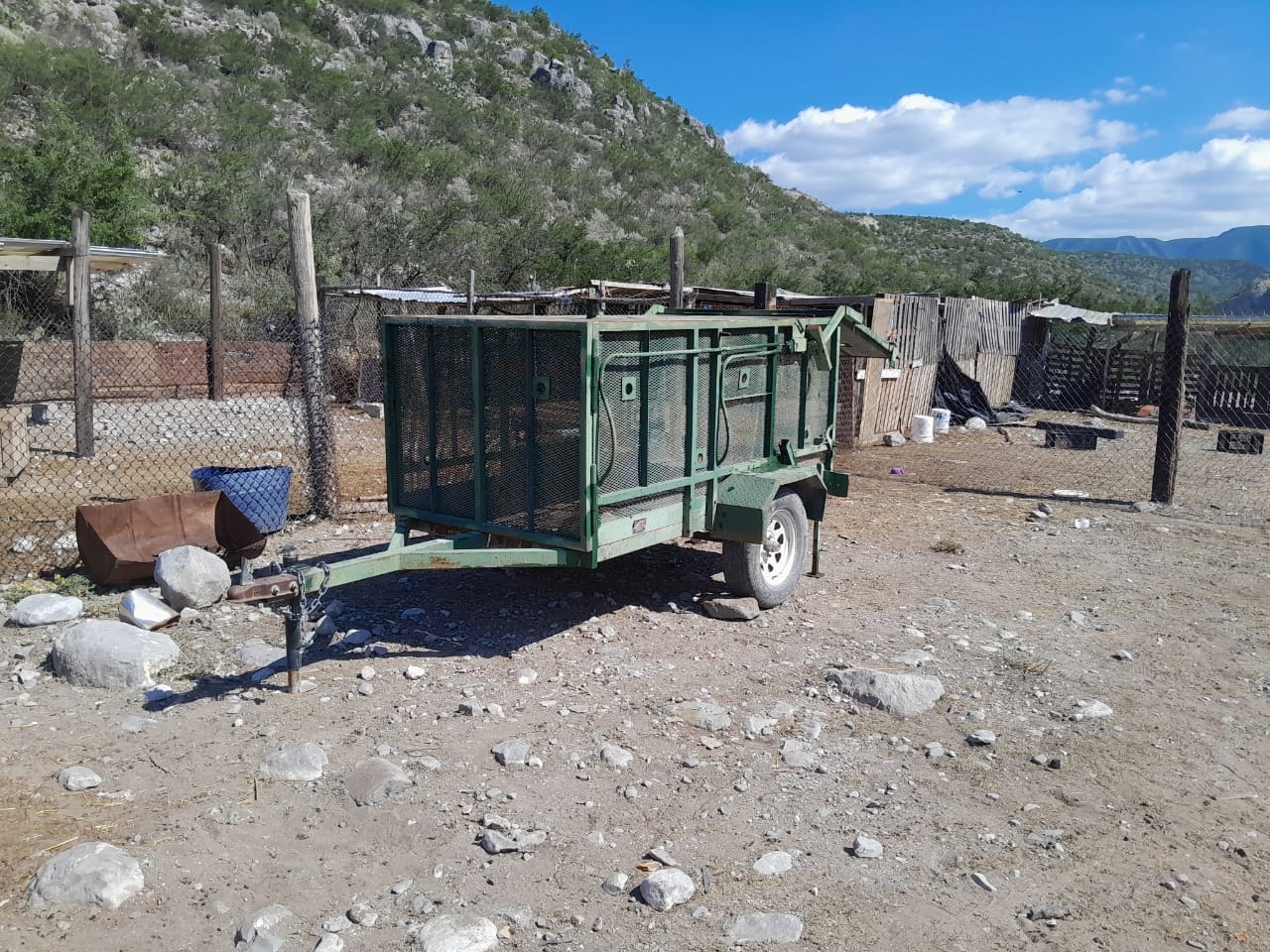 Buscan capturar a oso y reubicarlo a su hábitat