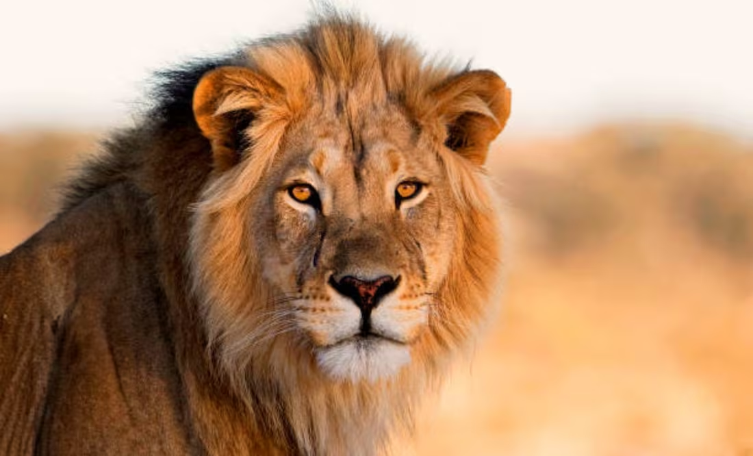 Guardia de zoológico mu3re devor4do por leones en Tailandia; el hombre tenía más de 30 años de experiencia