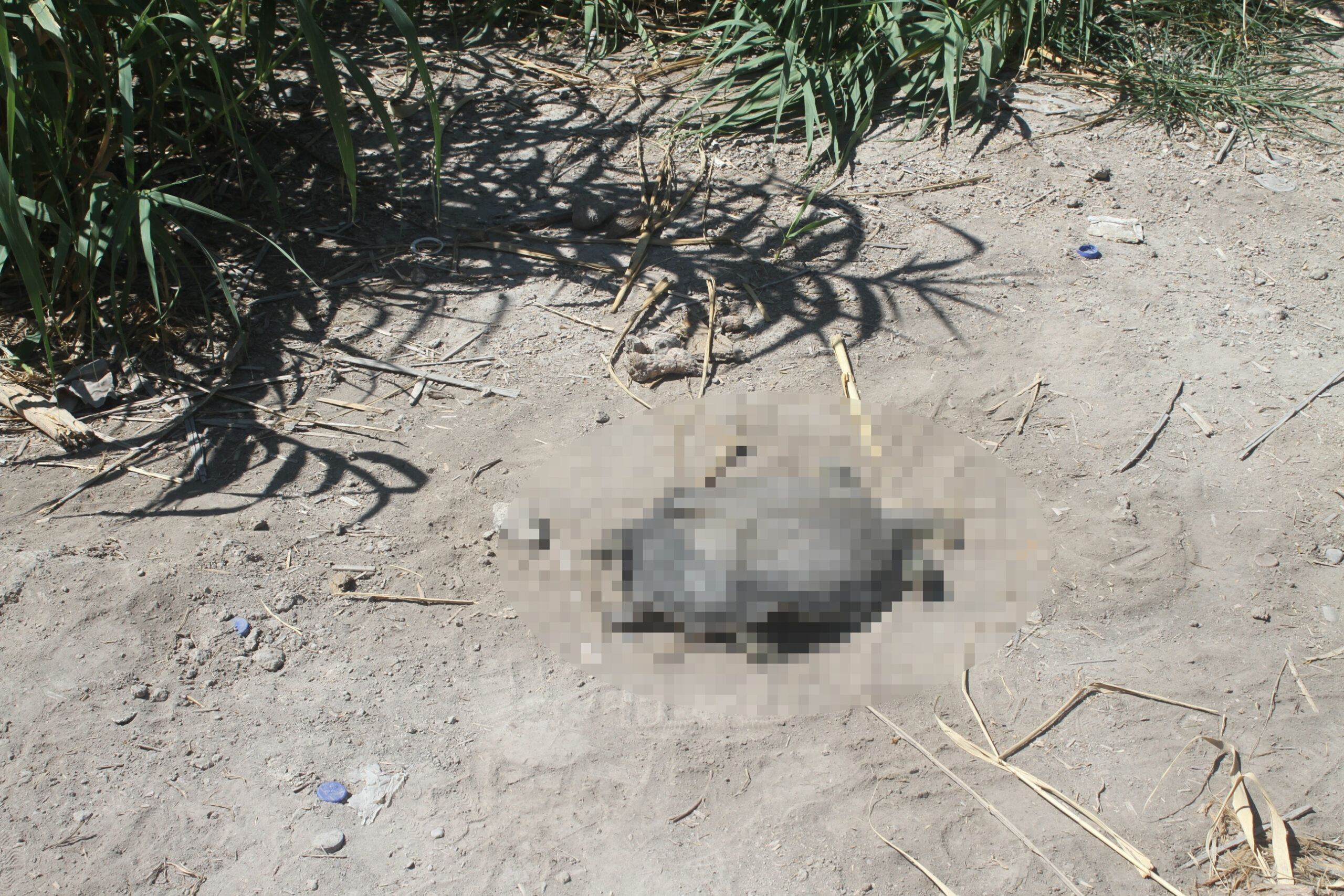 Tortuga protegida aparece muerta en el río Monclova