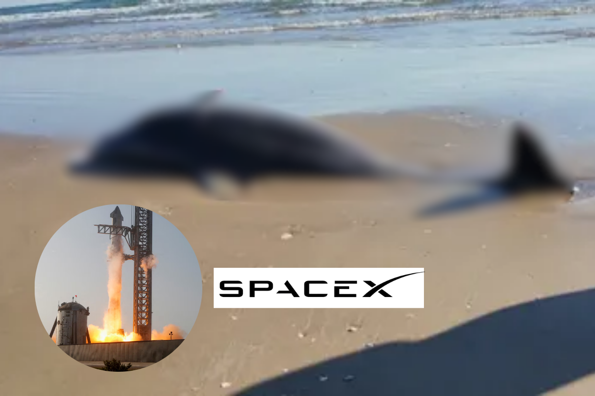 Localizan basura espacial y delfines muert0s en Tamaulipas tras prueba de SpaceX