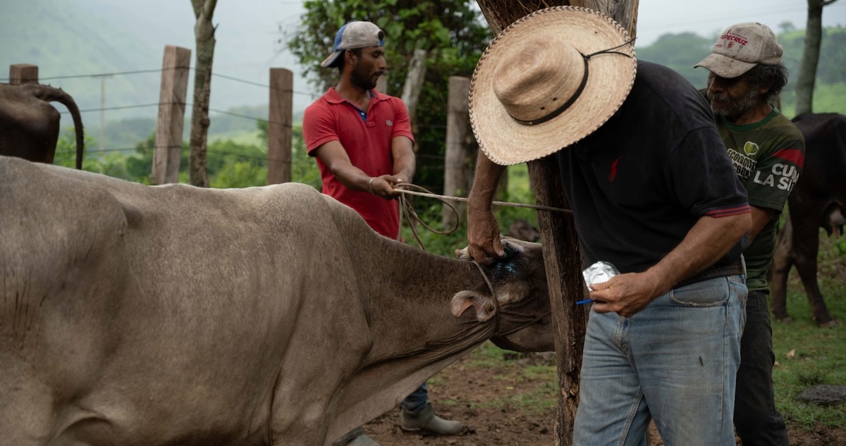 Detectan gusano barrenador en ganado de Montemorelos, NL