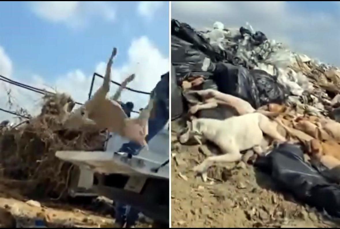 Indigna trato a perros fallecidos en Piedras