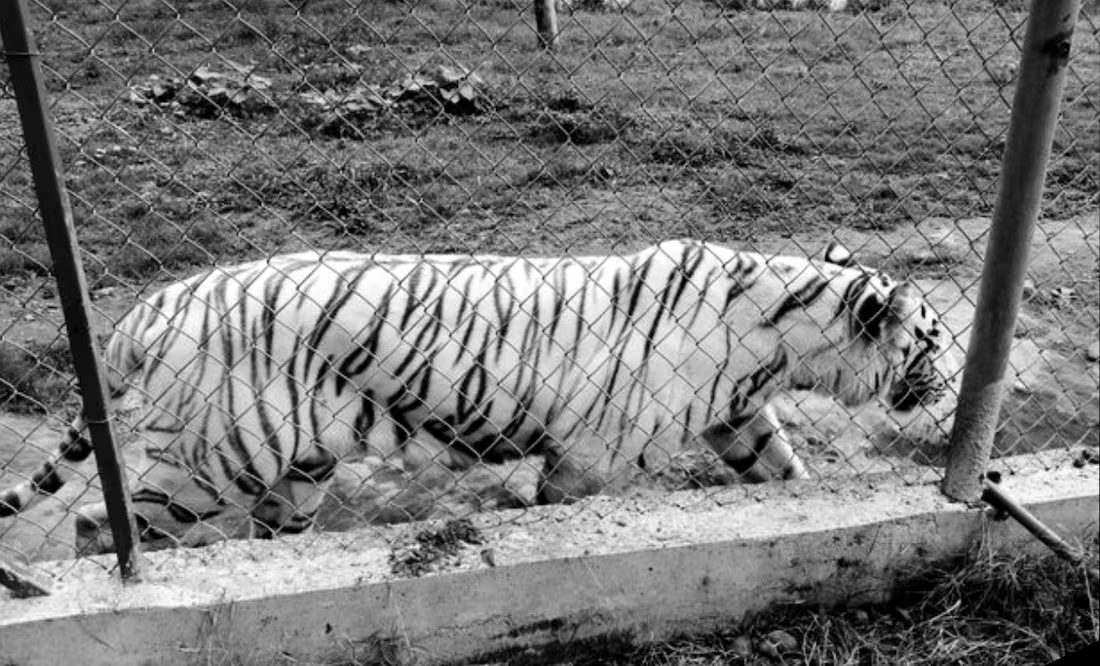 Encuentran m*erto a tigre de bengala que se fugó de zoológico en Puebla; flotaba bajo árboles caídos