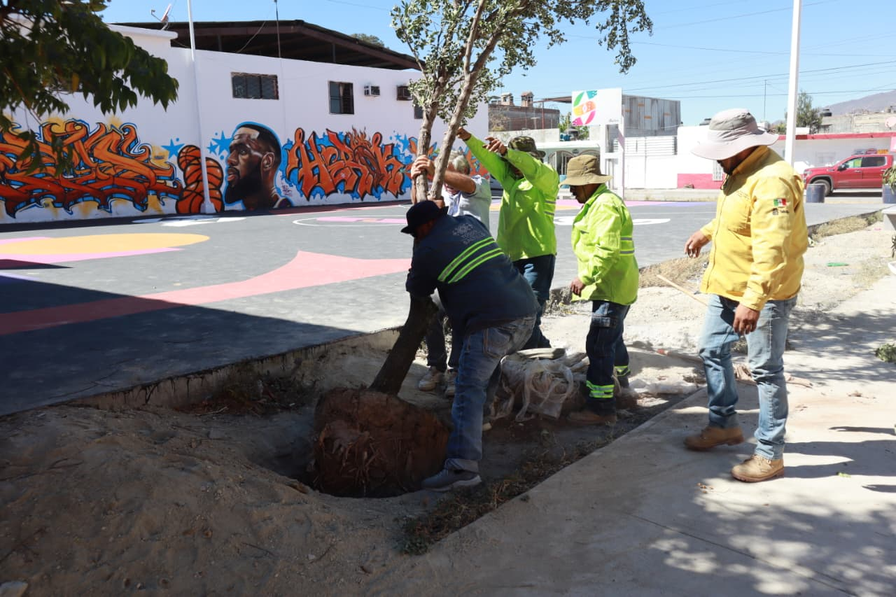 Intensifica Javier Díaz acciones de reforestación en la colonia Nazario S. Ortiz