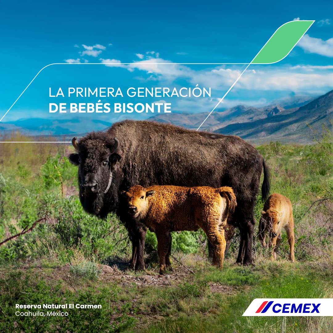 Proyectan 25 años de trabajo Recuerda CEMEX logros Ecológicos en Coahuila