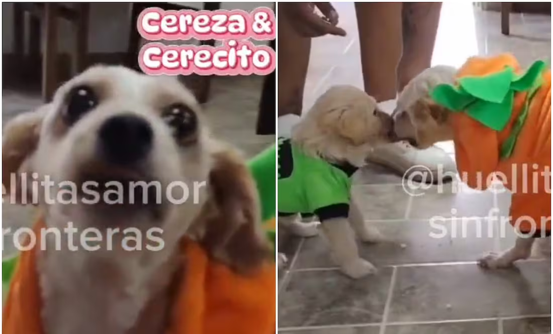 ¿Qué pasó con Cereza y Cerecito tras la explosión de pipa de gas? Refugio de perritos lanza mensaje que ilusiona a usuarios
