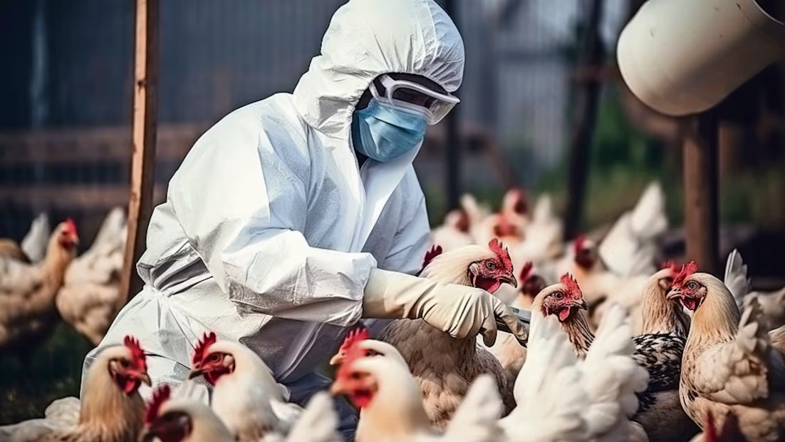 Detectan en EU primer contagio humano de cepa de virus de gripe aviar nunca antes reportada en personas