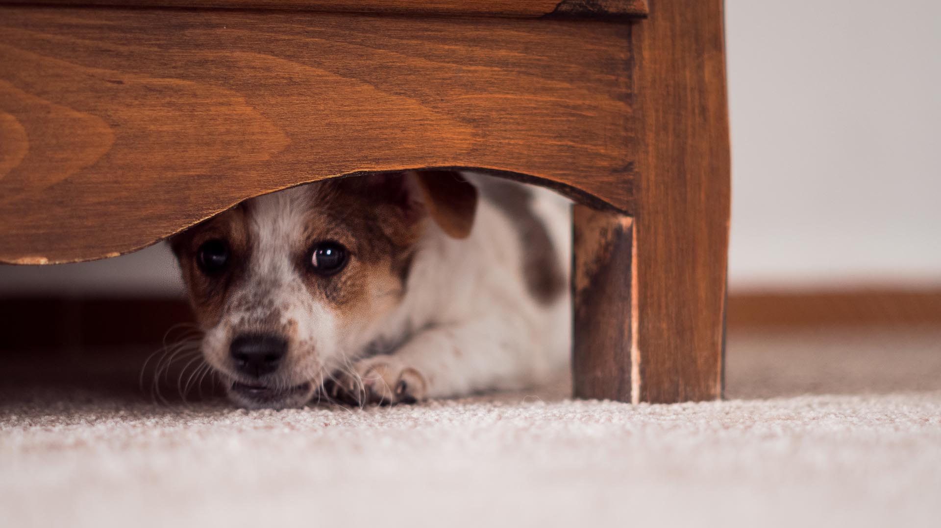 Piden celebrar sin pirotecnia para proteger a mascotas